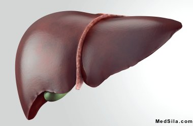 Печень